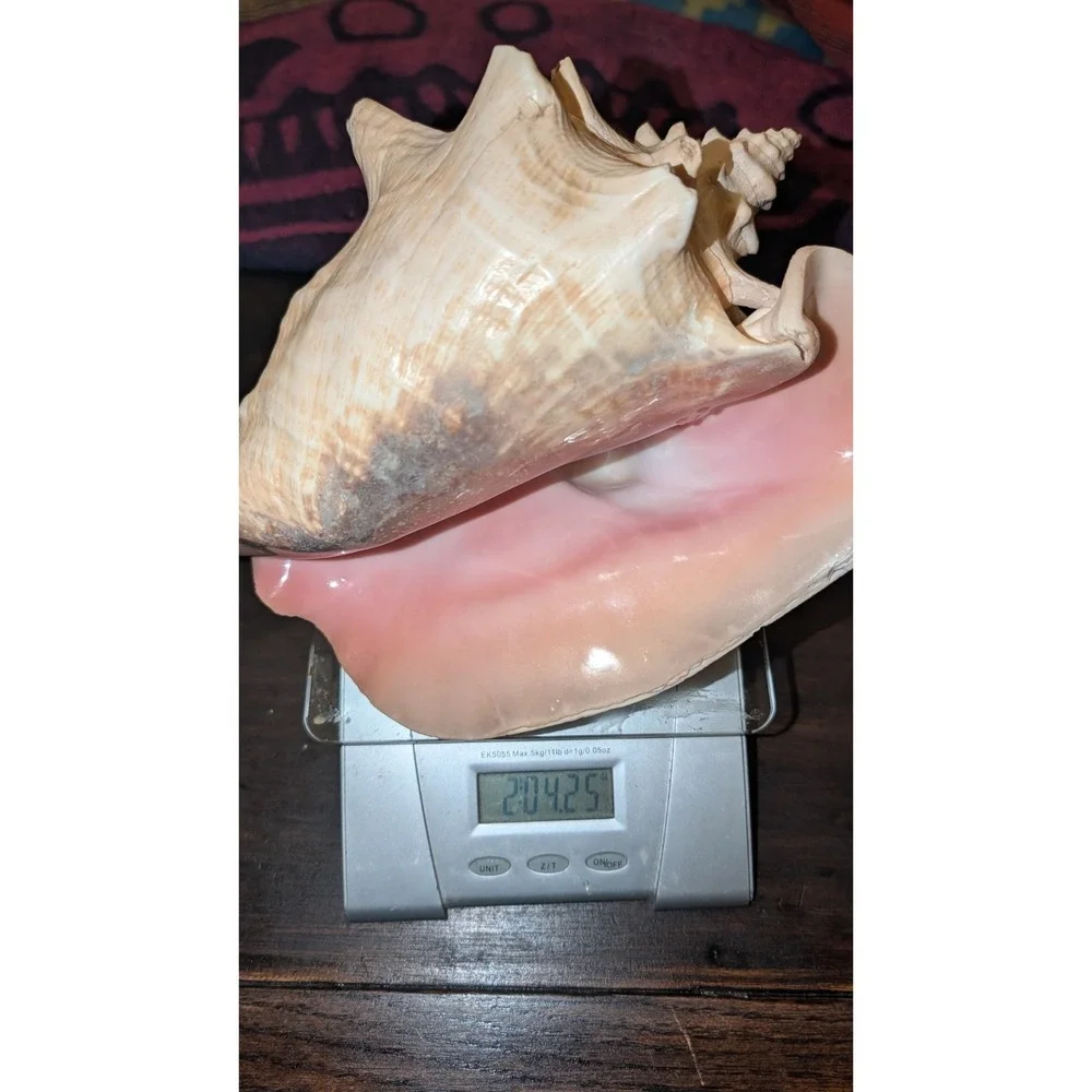 8" Queen Conch Shell Natural Pink Beige Clean Large, Small Hole, Beautiful Pink - Picture 8 of 9